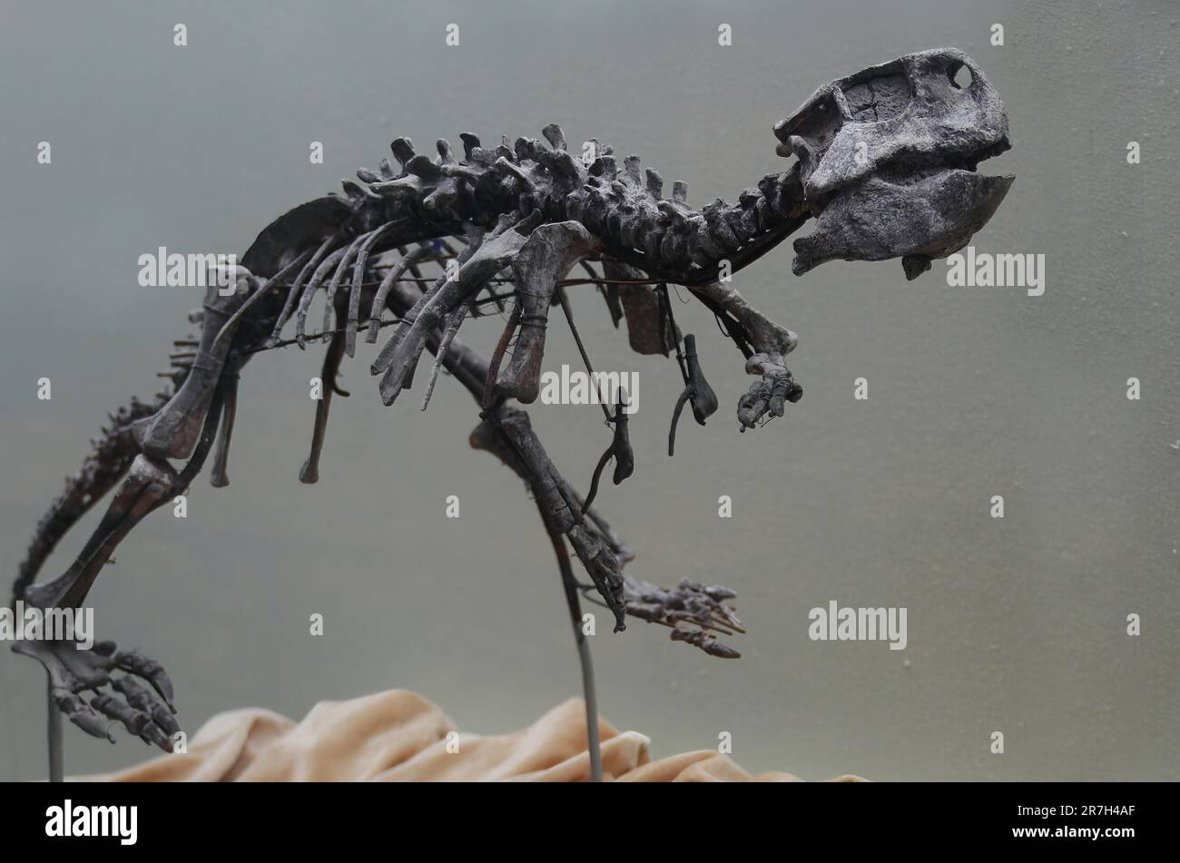 Psittacosaurus ist eine pflanzenfressende Gattung des erloschenen zeratopsianischen Dinosaurus aus der frühen Kreidezeit Stockfoto