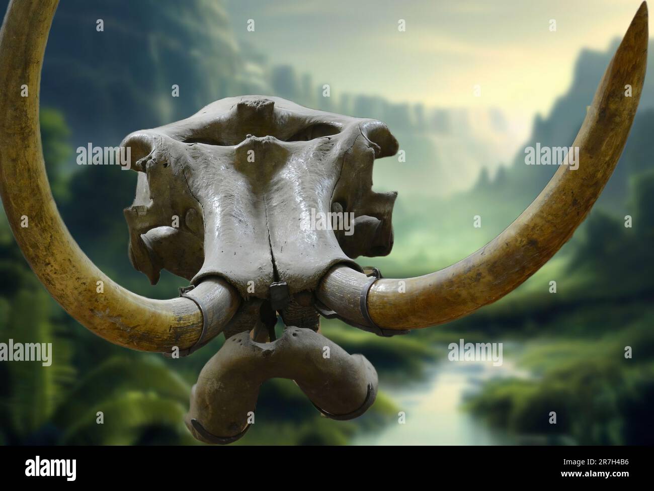 Der Mastodon (Mammoth) war ein primitiver Proboscidean, der vor 4 Millionen bis 10.000 Jahren im Pliozän und Pleistozän lebte Stockfoto