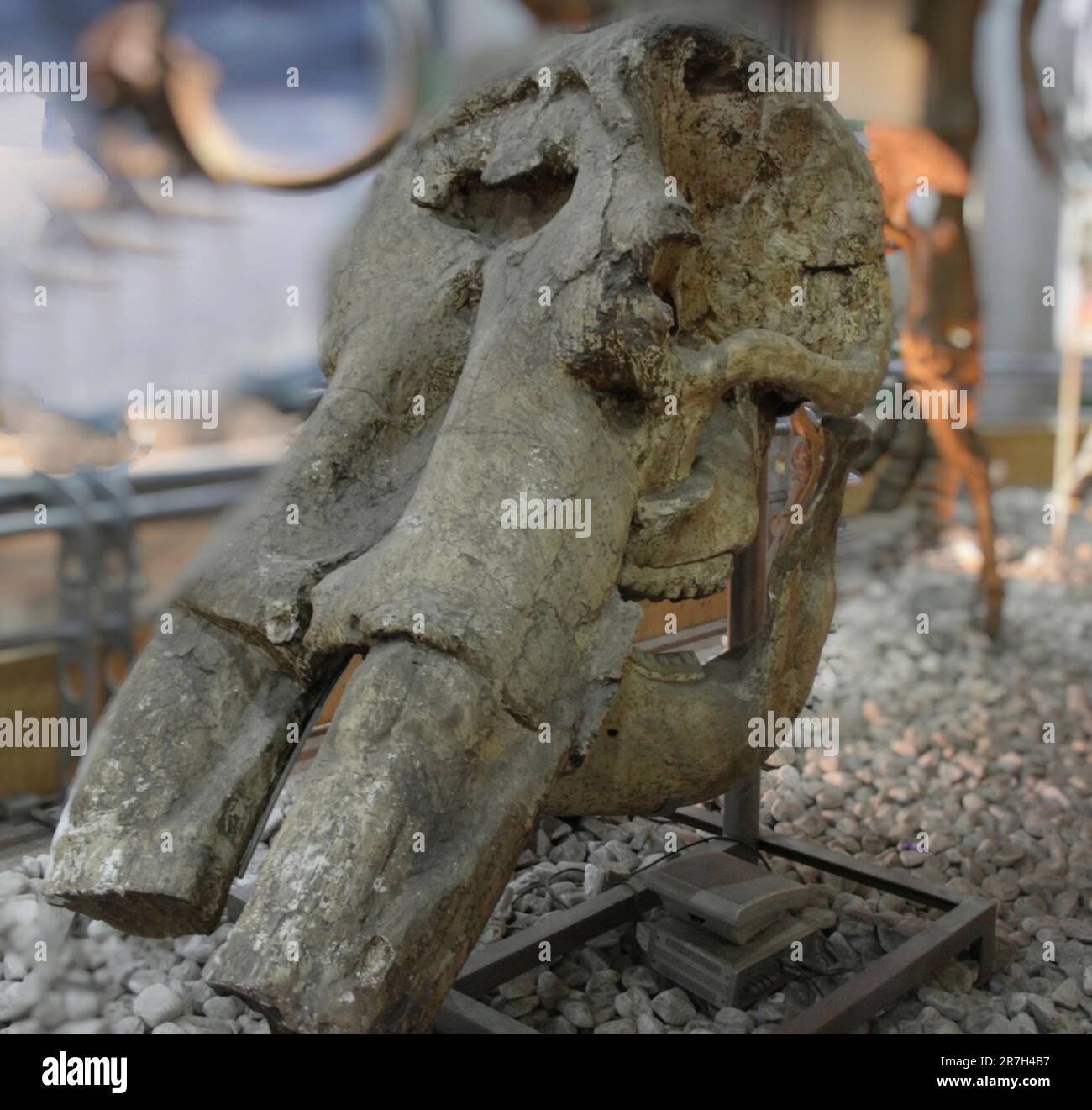 Der Mastodon (Mammoth) war ein primitiver Proboscidean, der vor 4 Millionen bis 10.000 Jahren im Pliozän und Pleistozän lebte Stockfoto