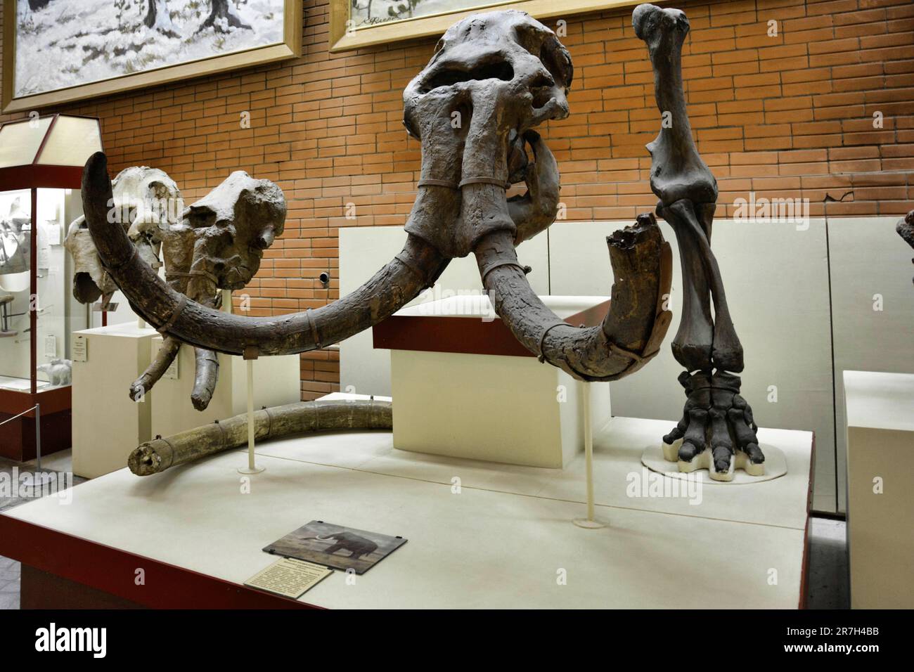 Der Mastodon (Mammoth) war ein primitiver Proboscidean, der vor 4 Millionen bis 10.000 Jahren im Pliozän und Pleistozän lebte Stockfoto