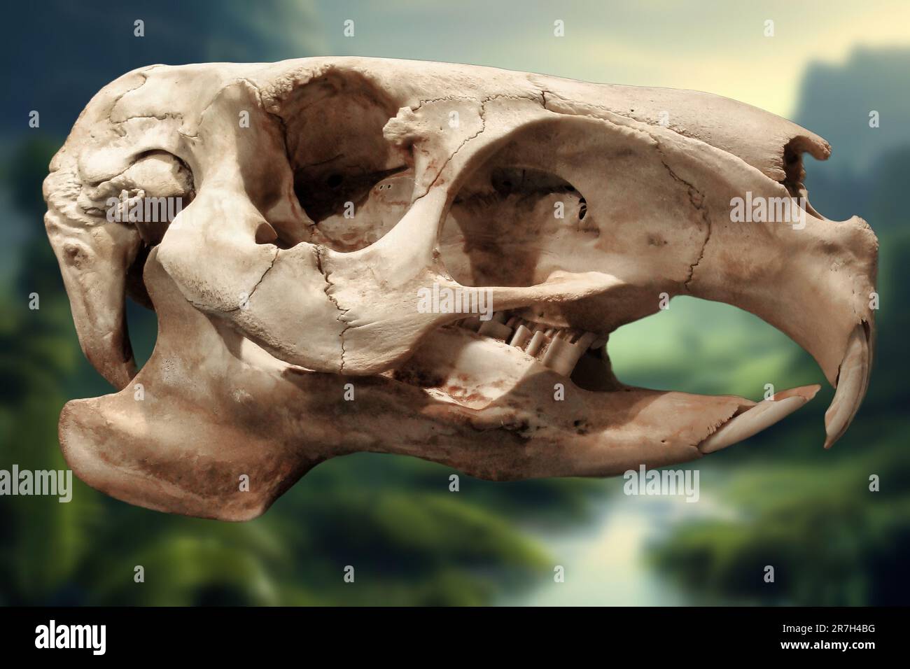 Das prähistorische Wasserschwein war ein riesiges Nagetier, das vor Millionen von Jahren in Südamerika lebte. Es war bis zu 6 Meter lang und wog eine Tonne Stockfoto