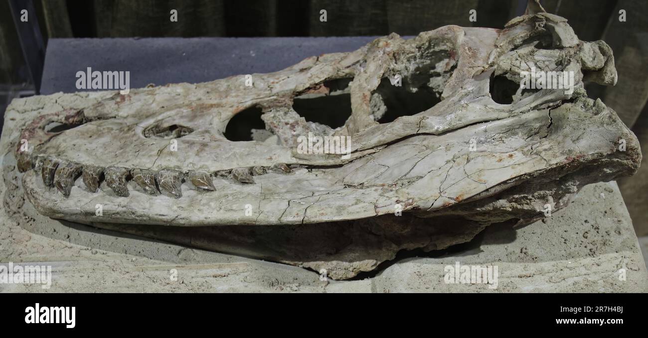 Der Tarbosaurus Bataar ist eine Art tyrannosaurider Dinosaurier, die in Asien während der späten Kreidezeit vor etwa 70 bis 66 Millionen Jahren lebte. Stockfoto