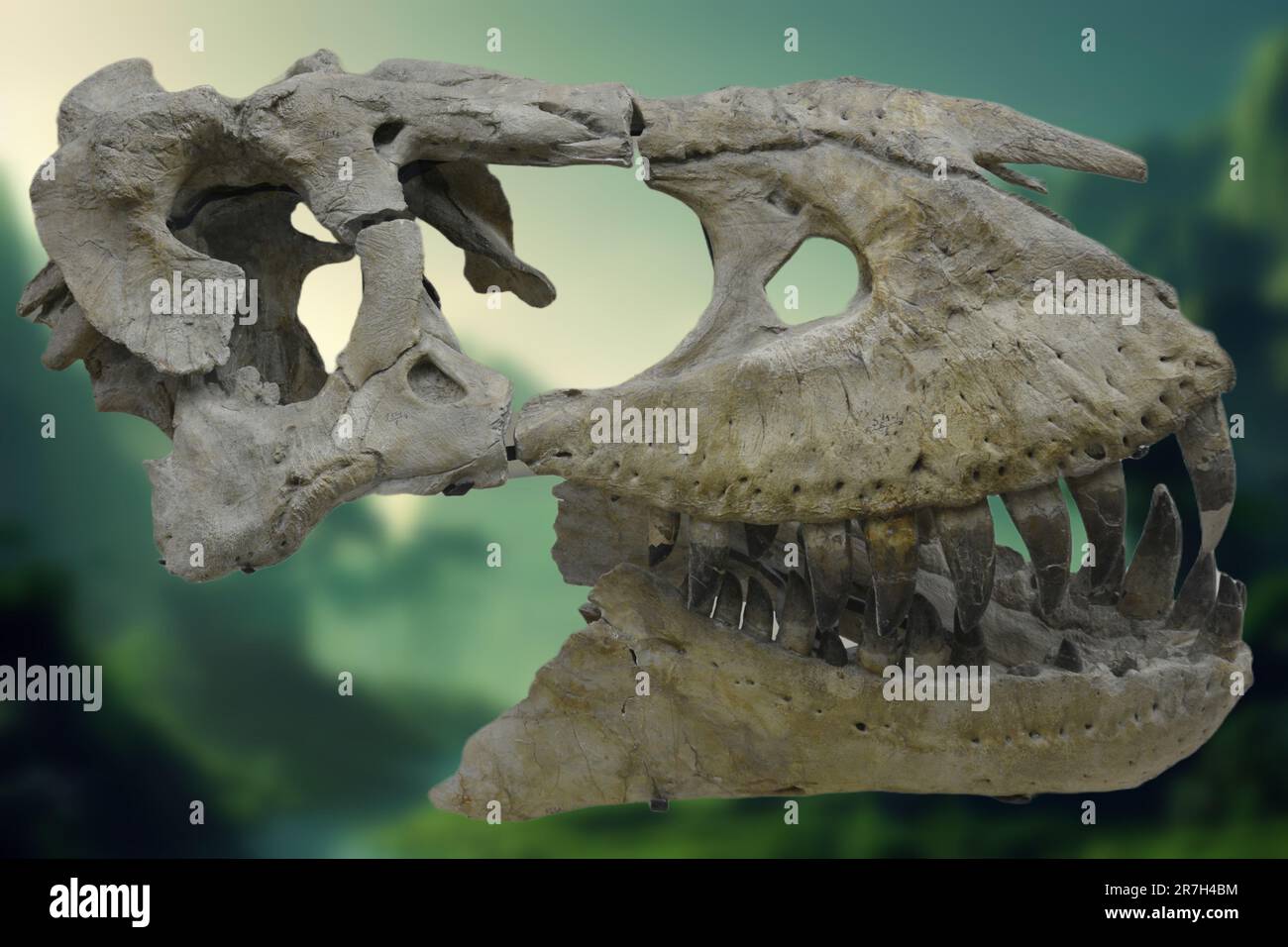 Der Tarbosaurus Bataar ist eine Art tyrannosaurider Dinosaurier, die in Asien während der späten Kreidezeit vor etwa 70 bis 66 Millionen Jahren lebte. Stockfoto