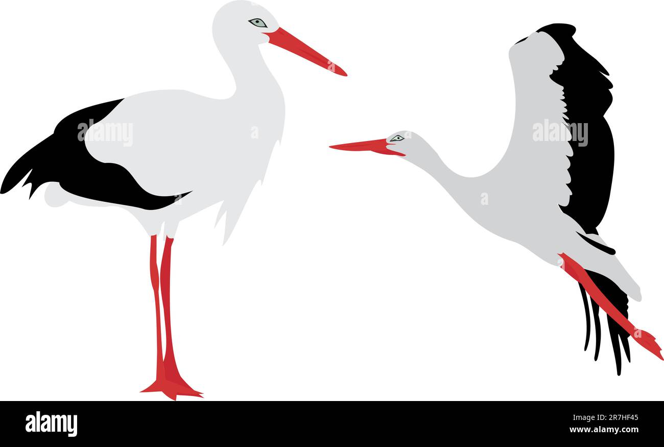 Weißer Storch. Flug eines Storchs. Wildvögel Stock Vektor