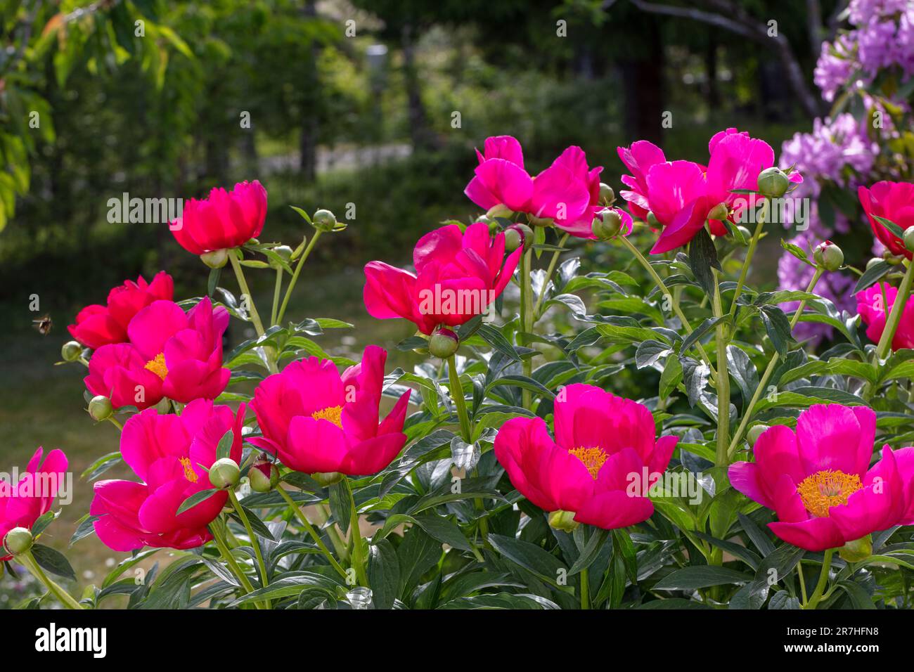 Die Carlett O'Hara' gemeinsamer Garten Pfingstrose, Luktpion (Paeonia officinalis x Paeonia lactiflora) Stockfoto