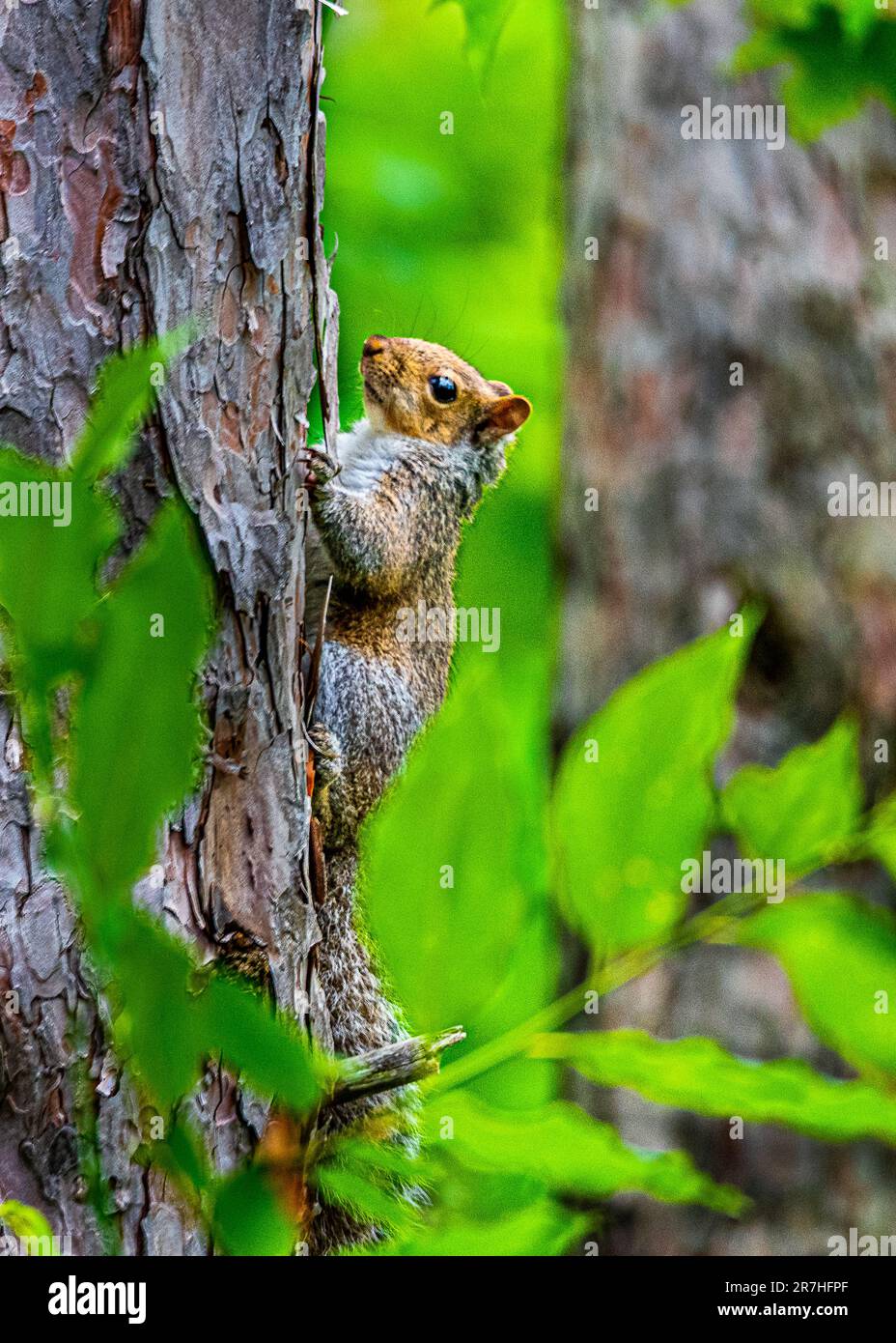 Rotgraues Eichhörnchen. Sie sprang auf einen Baum in einem wunderschönen, wilden kanadischen Wald. Sie saß auf einem Ast zwischen den grünen Blättern, die von der Sonne beleuchtet wurden. Stockfoto Rotgraues Eichhörnchen. Sie sprang auf einen Baum in einem wunderschönen, wilden kanadischen Wald. Sie saß auf einem Ast zwischen den grünen Blättern, die von der Sonne beleuchtet wurden. Stockfoto