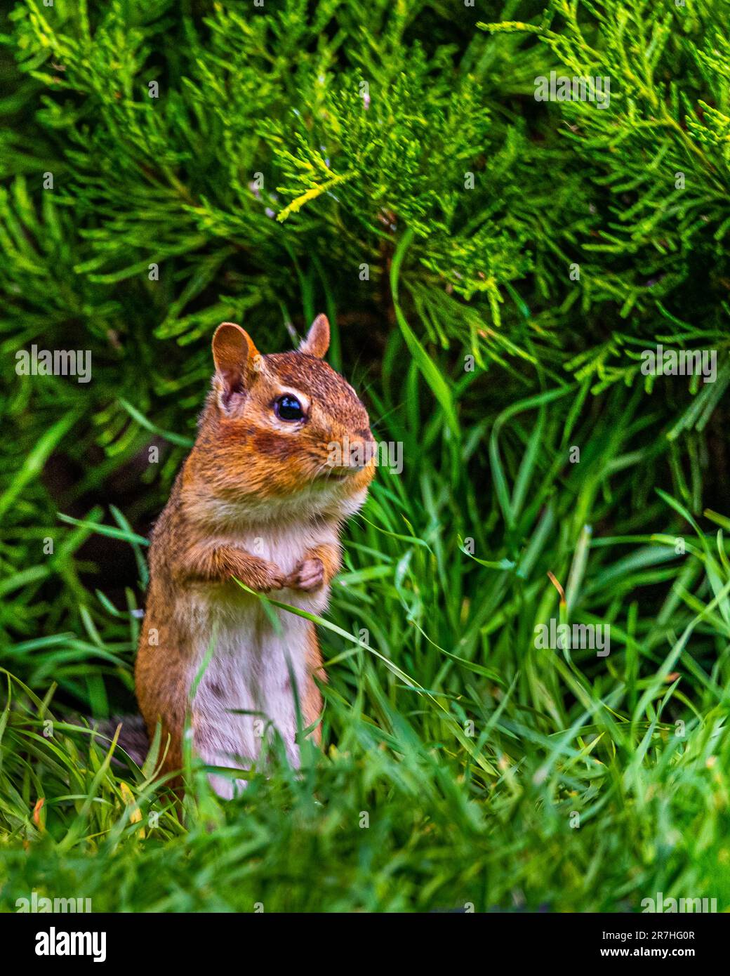 Streifenhörnchen leben in Parks, Gärten, Waldrodungen. Sie sind Allesfresser und ernähren sich von Samen, Nüssen, wirbellosen Tieren und sogar kleinen Eiern. Stockfoto