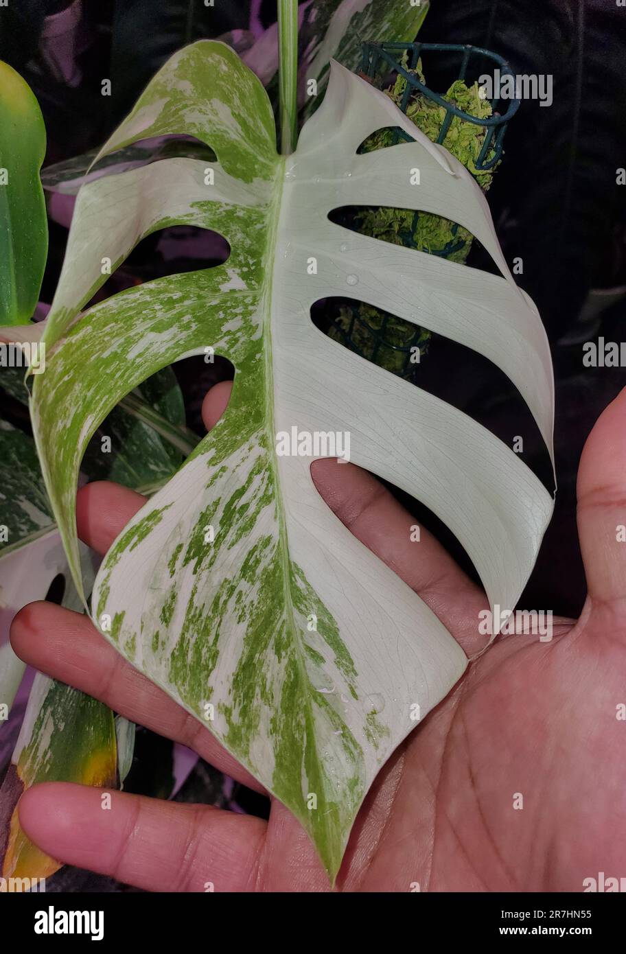 monstera 3 meter Large (Bigger) Monstera Deliciosa