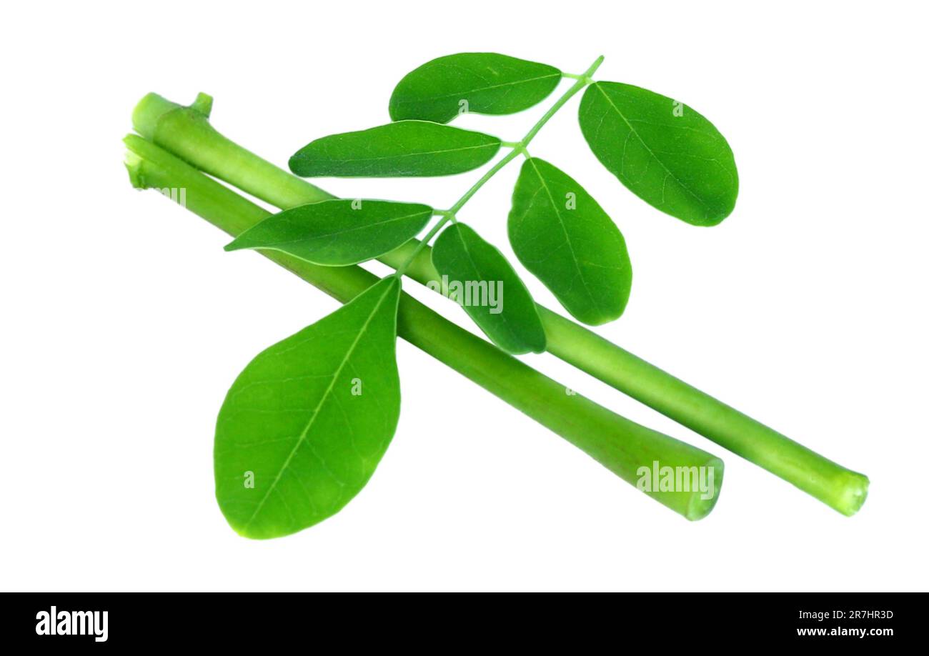 Essbare Moringa-Blätter mit Zweig auf weißem Hintergrund Stockfoto