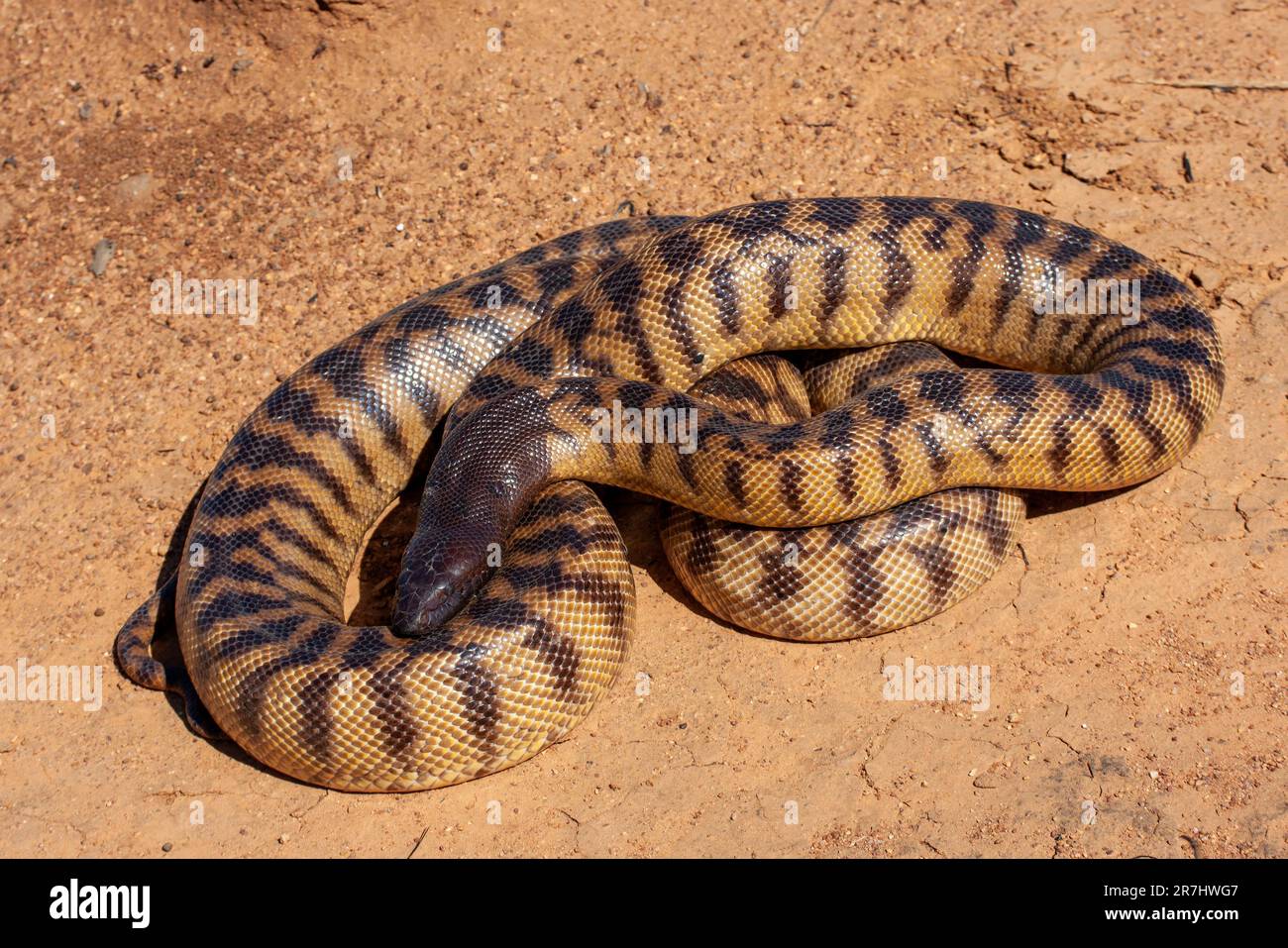 Australischer nicht-giftiger Schwarzkopf-Python Stockfoto