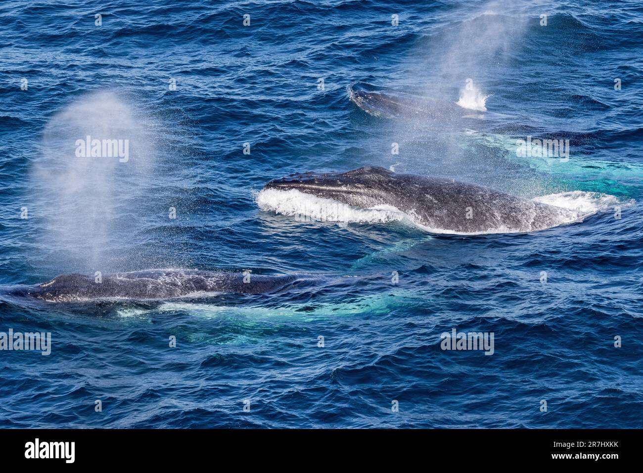 Buckelwale blasen Wasser ab, während sie vor Sydney Australien auftauchen Stockfoto