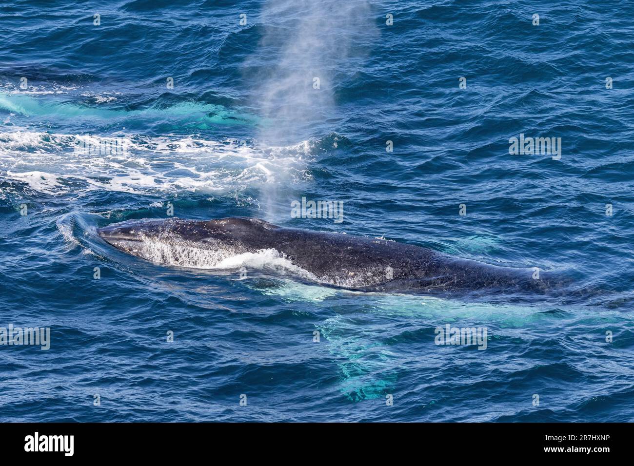 Buckelwale blasen Wasser ab, während sie vor Sydney Australien auftauchen Stockfoto