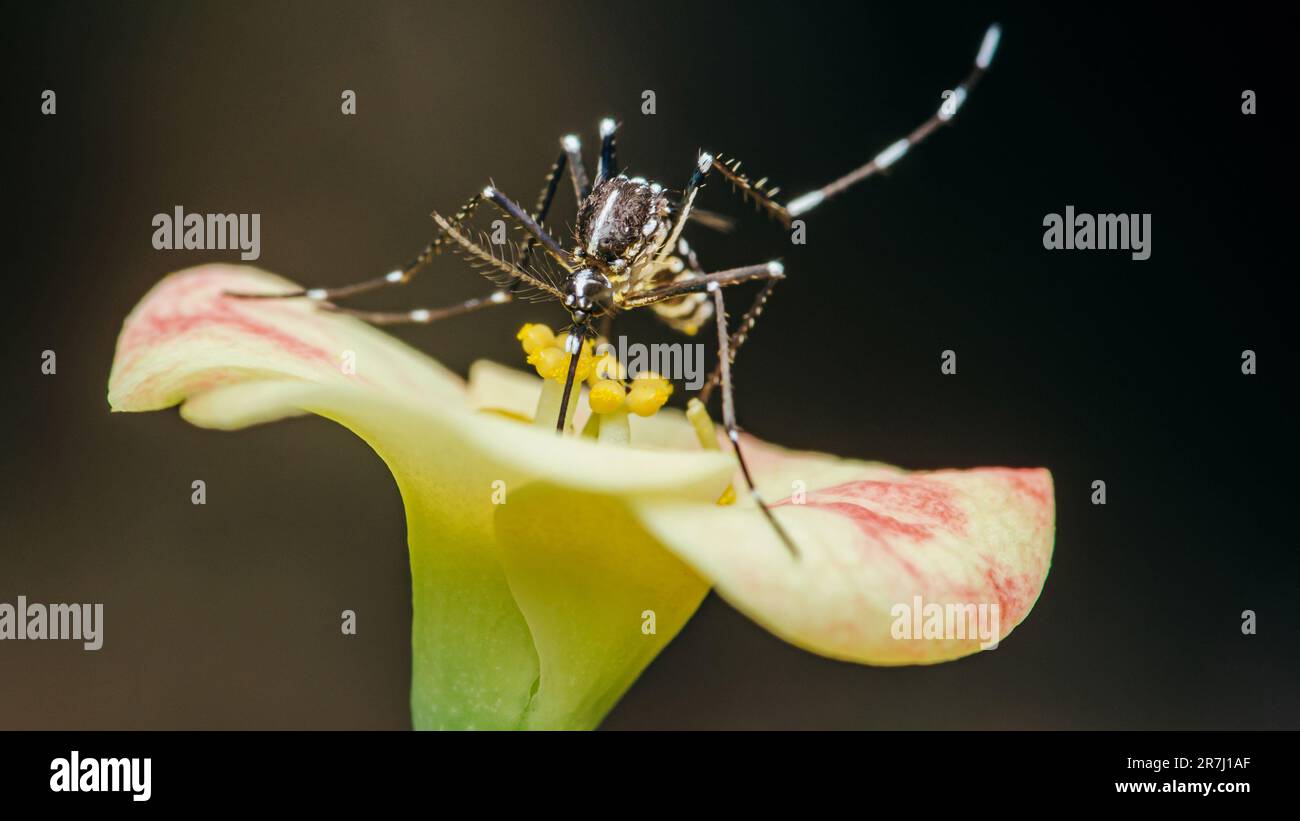 Mücke hoch oben auf Euphorbia milii Blume, selektiver Fokus, Makroinsekt. Stockfoto