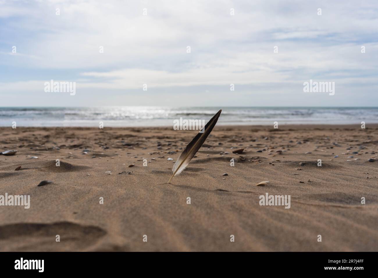Eine einzelne weiße Feder im Sand an einem sonnigen Strand Stockfoto