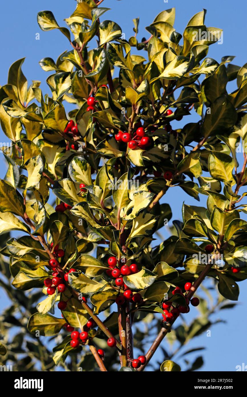 HOLLY (Ilex x altaclarensis) „Lawsoniana“, Vereinigtes Königreich Stockfoto