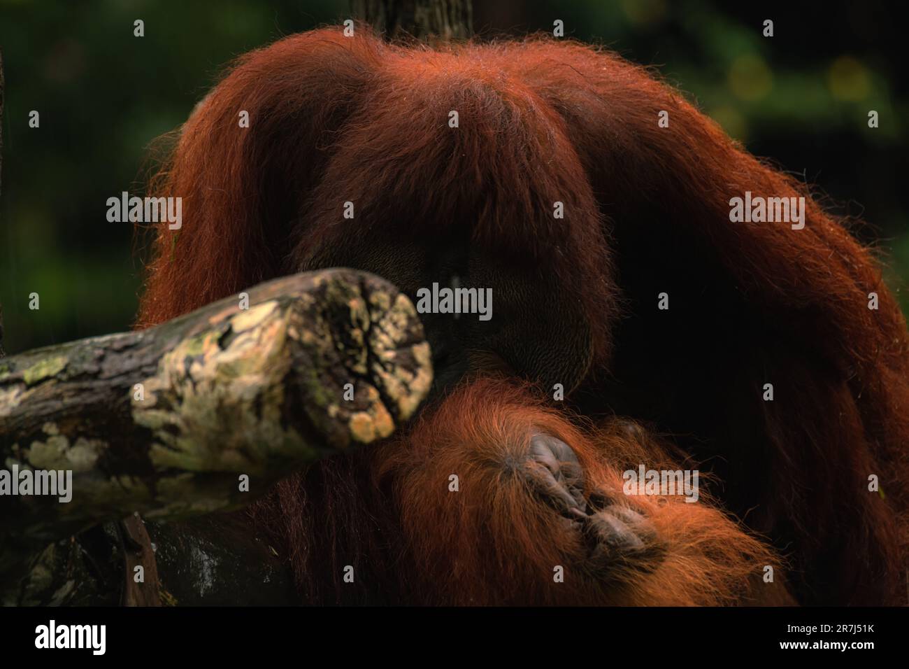 Nahaufnahme von Orang-Utan, selektiver Fokus. Der Orang-Utan verhält sich schüchtern, sich vor Regen zu verstecken Stockfoto