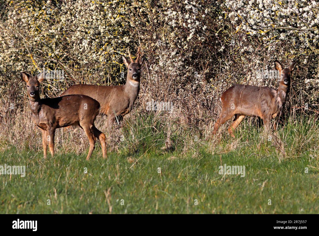 ROTHIRSCH (Capreolus capreolus), Hirsche, Hirsche und JUNGHIRSCHE, die gemeinsam auf Futtersuche gehen, Vereinigtes Königreich. Stockfoto
