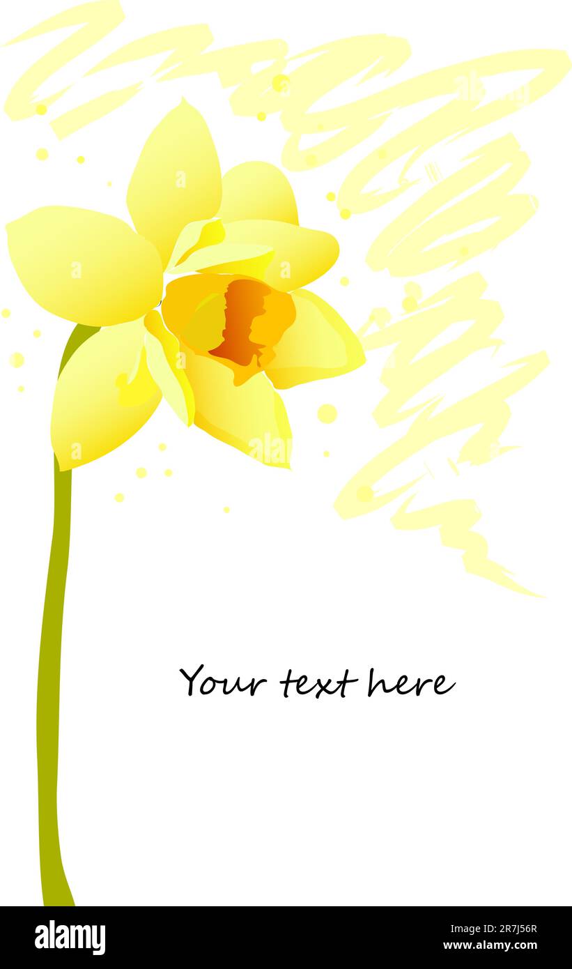 Gelbe, wunderschöne Blütennarzisse auf weißem Hintergrund Stock Vektor