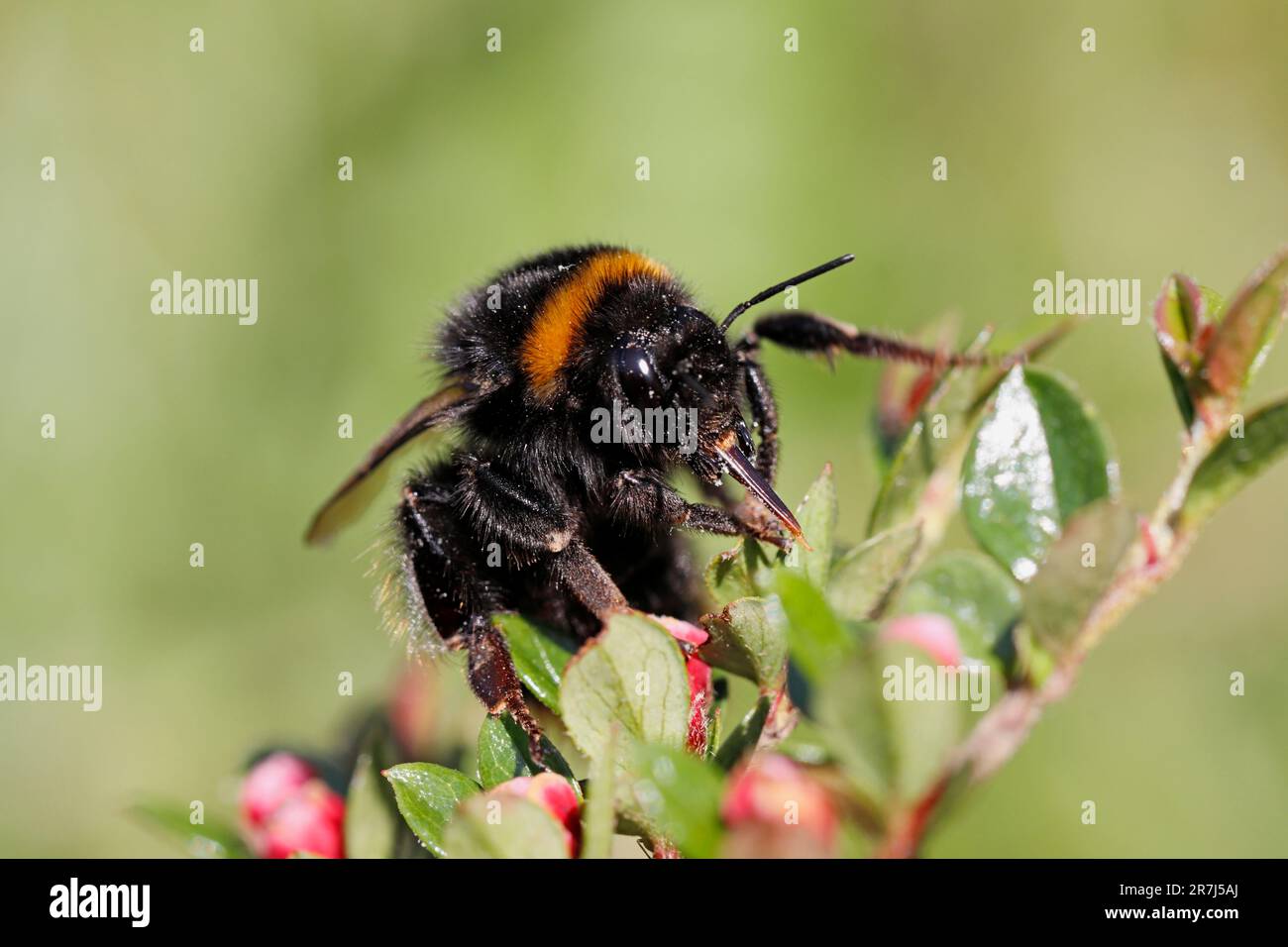 BUFF-TAILED HUMBLE BEE (Bombus terrestris) Qeen, mit ausgezogener Zunge oder ausgezogener Probose, UK. Stockfoto