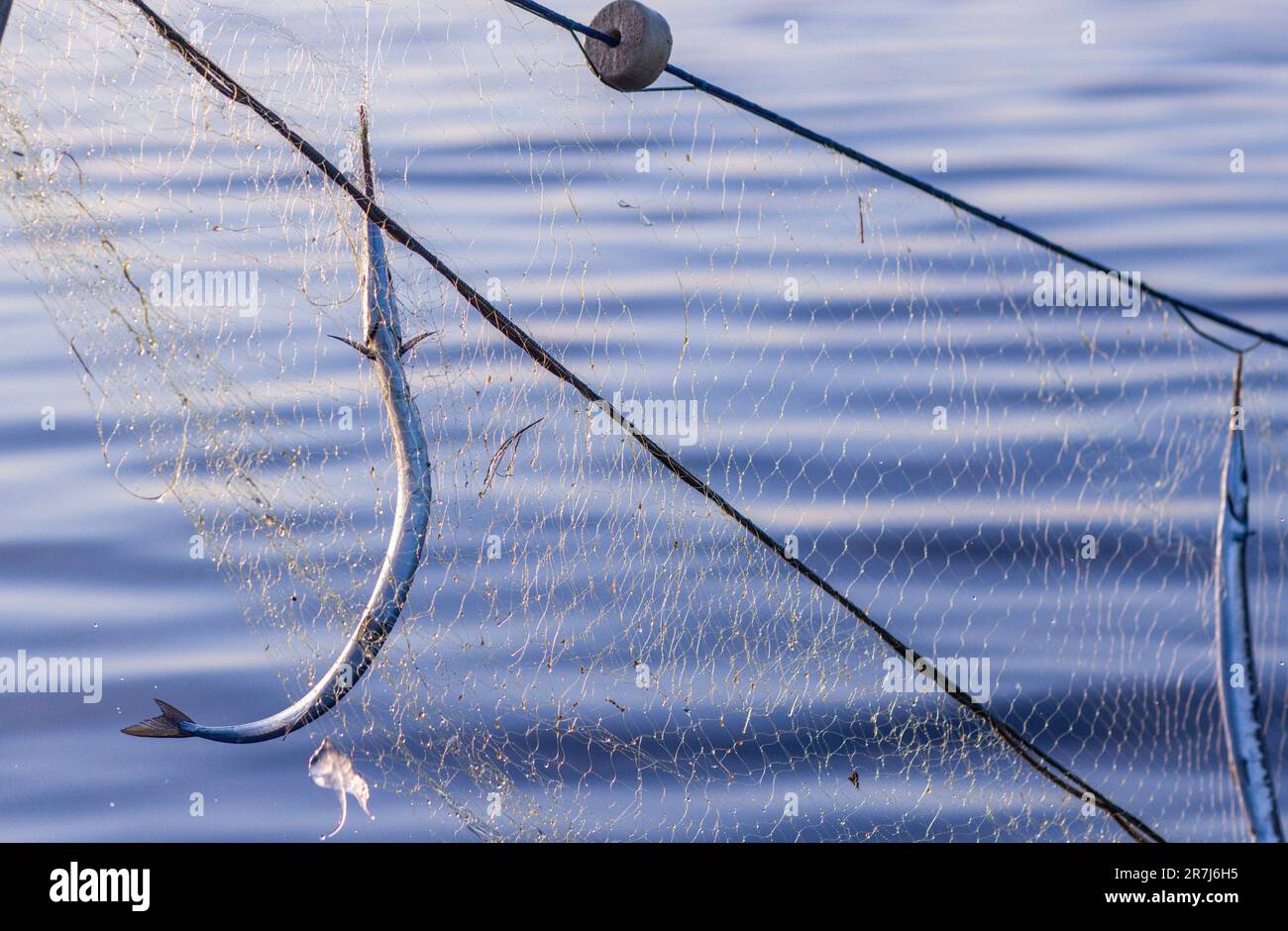 Rerik, Deutschland. 31. Mai 2023. Garfische hängen in einem Netz von professionellen Fischern, die nie aus Rerik kommen. Die Fische werden vor Sonnenaufgang aus den Netzen in der Salzhaff entnommen. Kredit: Jens Büttner/dpa/Alamy Live News Stockfoto