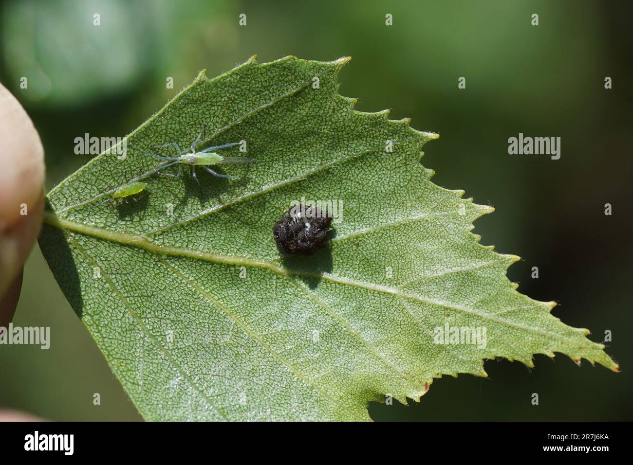 Nahaufnahme der Unterseite eines Birkenblattes mit frisch geschlüpften Marienkäfer-Eiern. Junge Larven und Blattläuse. Frühling, holländischer Garten Stockfoto