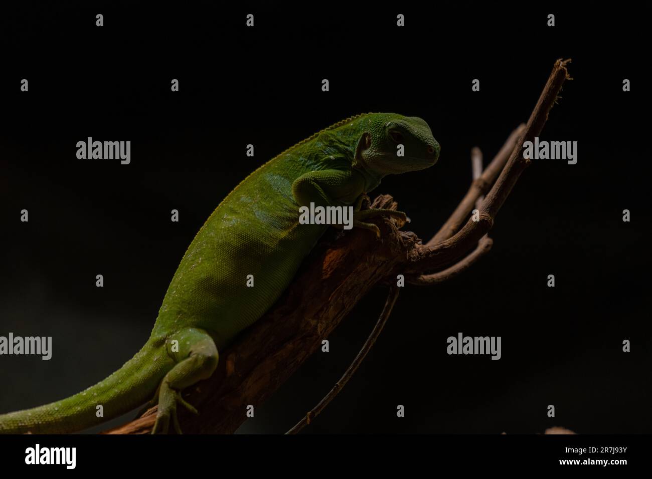 Das Nahbild des Fidschi-Banderiguan (Brachylophus fasciatus), einer Arborealart der Eidechse, die auf einigen der südöstlichen Fidschi-Inseln endemisch ist. Stockfoto