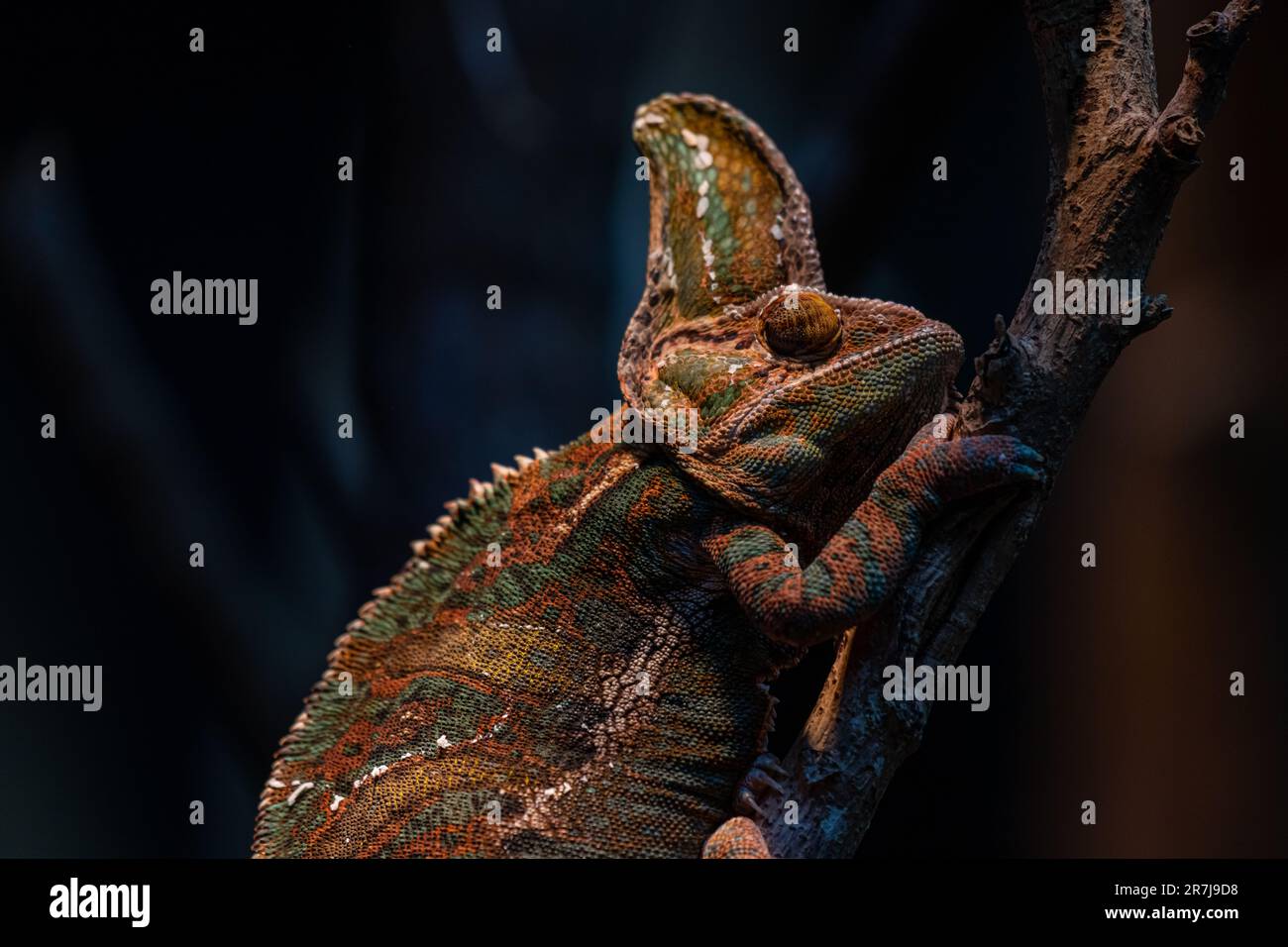 Chameleon Furcifer pardalis Ambolobe 2 Jahre alt, Madagaskar endemisches Panther Chamäleon im wütenden Zustand, reines Ambilobe-Hintergrundbild Stockfoto