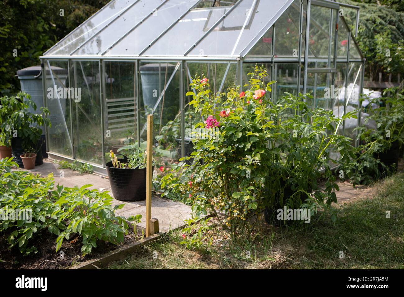 Gartengewächshaus Stockfoto