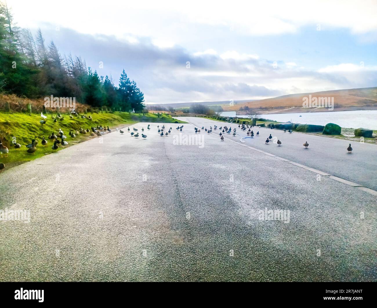 Ein Parkplatz auf dem Land, der von Enten und Vögeln genutzt und genutzt wird, die in Scharen um Essen von Fahrern zu bekommen, die für eine Pause anhalten. Stockfoto