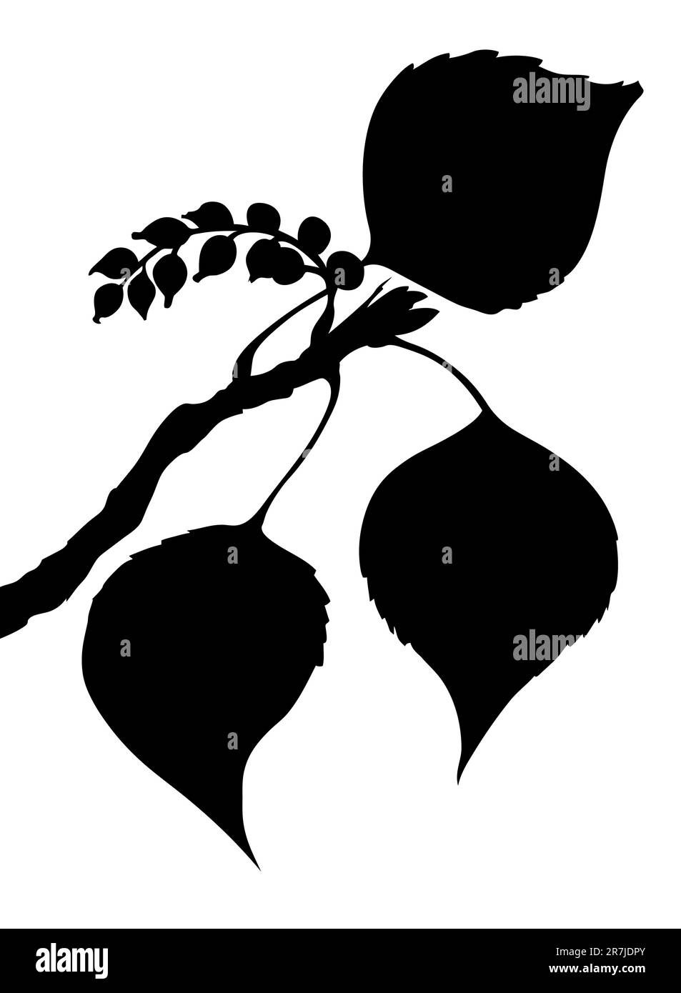 Vektor-Blatt von der Pappel auf weißem Hintergrund Stock Vektor