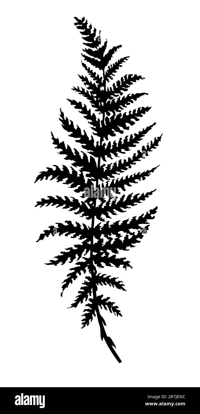 Vektor-Silhouette Blatt Farn auf weißem Hintergrund Stock Vektor