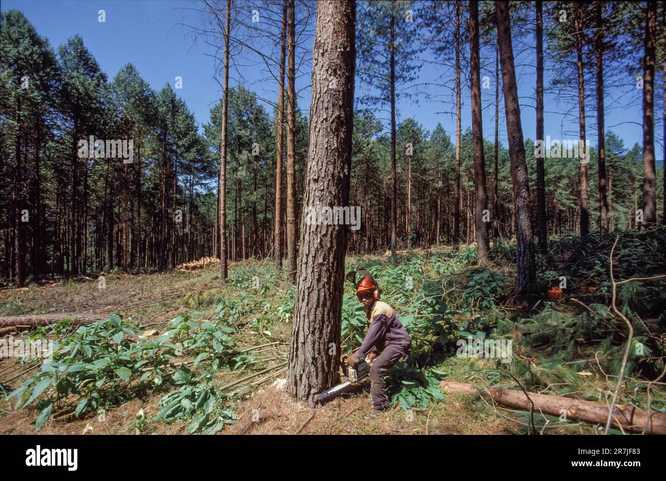 Südafrika, Mpumalanga. Holzfäller der „Global Forest“-Holzindustrie schneidet Bäume mit Kettensägen in Produktionswäldern. Stockfoto