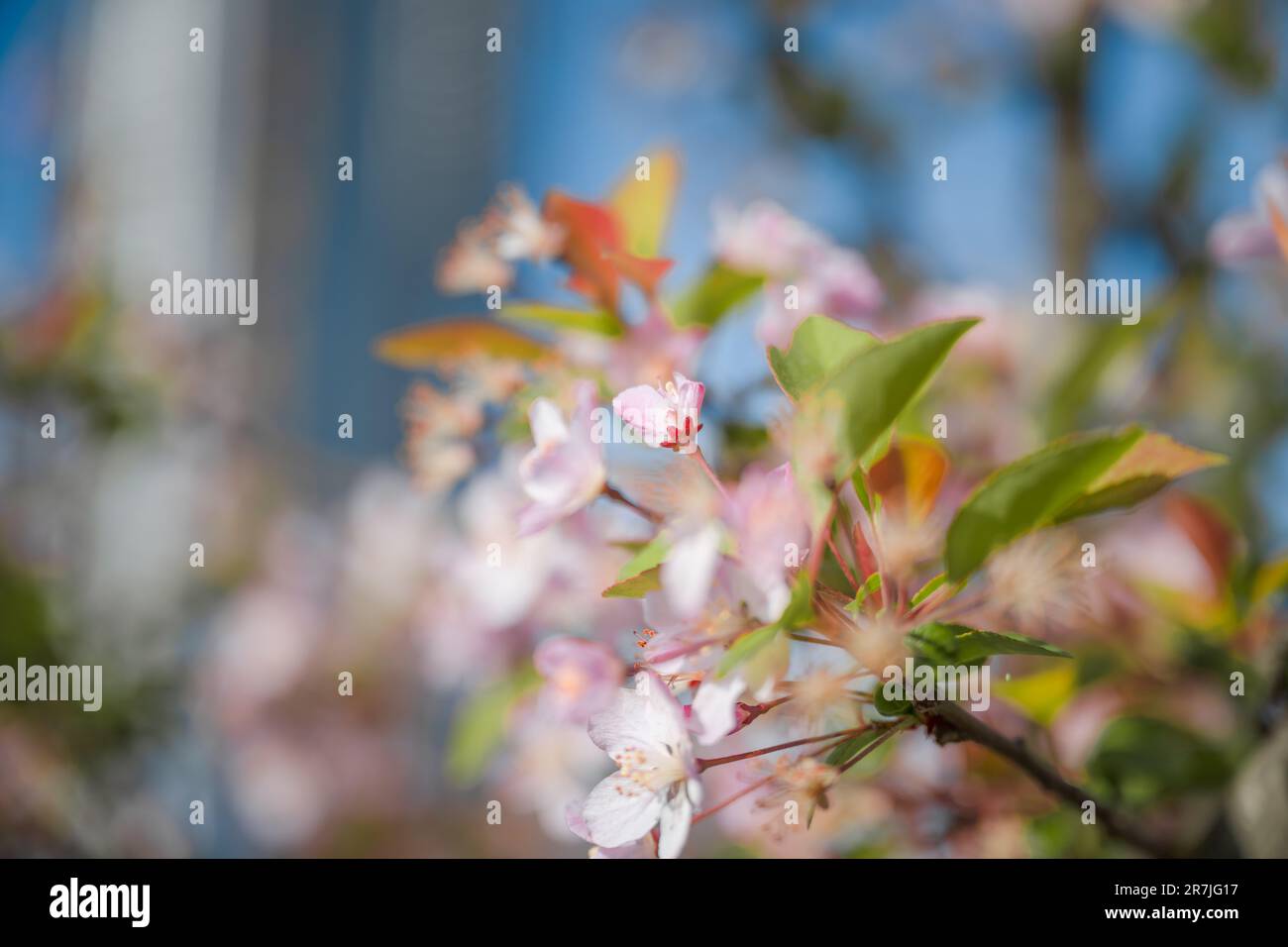Sonnige Pfirsichblüten. Stockfoto