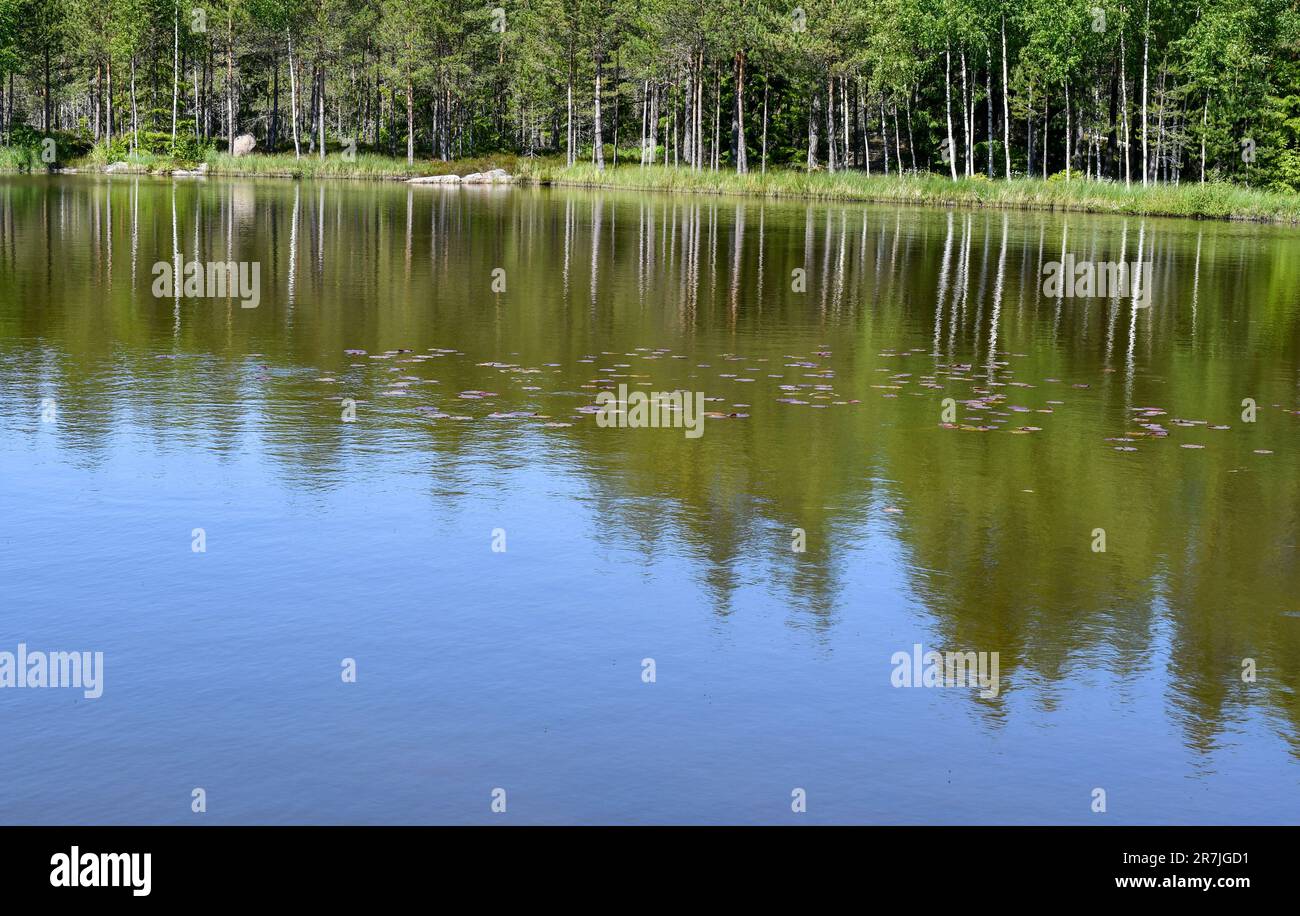 Ein Teich in der Natur im Sommer Stockfoto