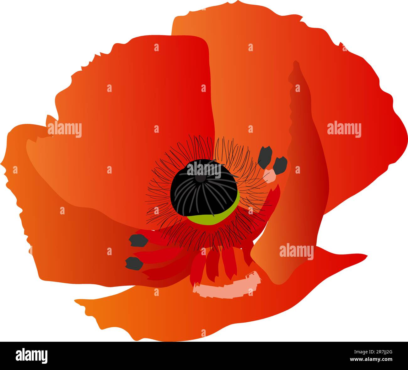 Eine wunderschöne, leuchtend rote Blütenmohnblume Stock Vektor