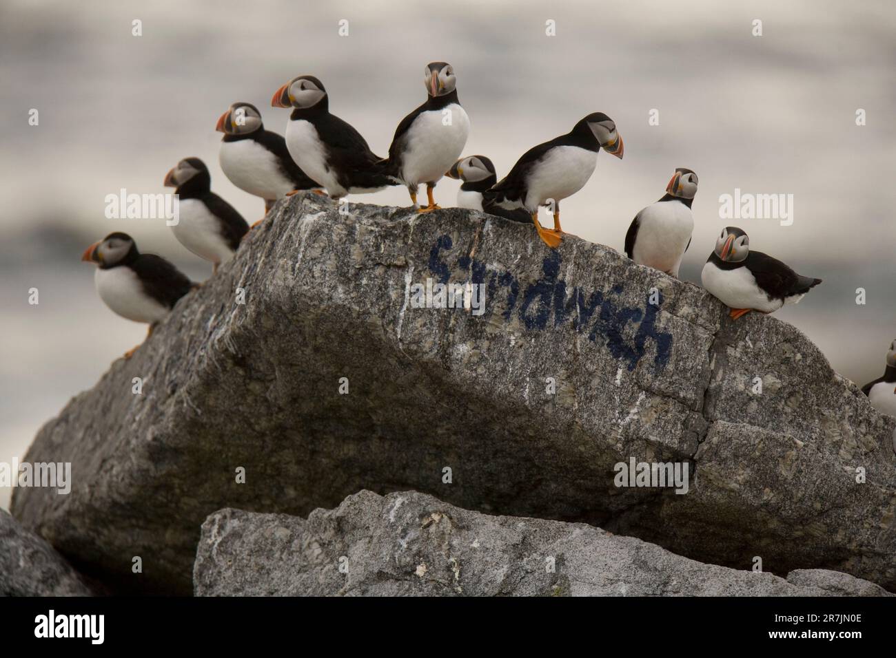 Atlantische Papageientaucher, Fratercula Arctica, die Hauptattraktion auf Eastern Egg Rock Island, Maine. Stockfoto