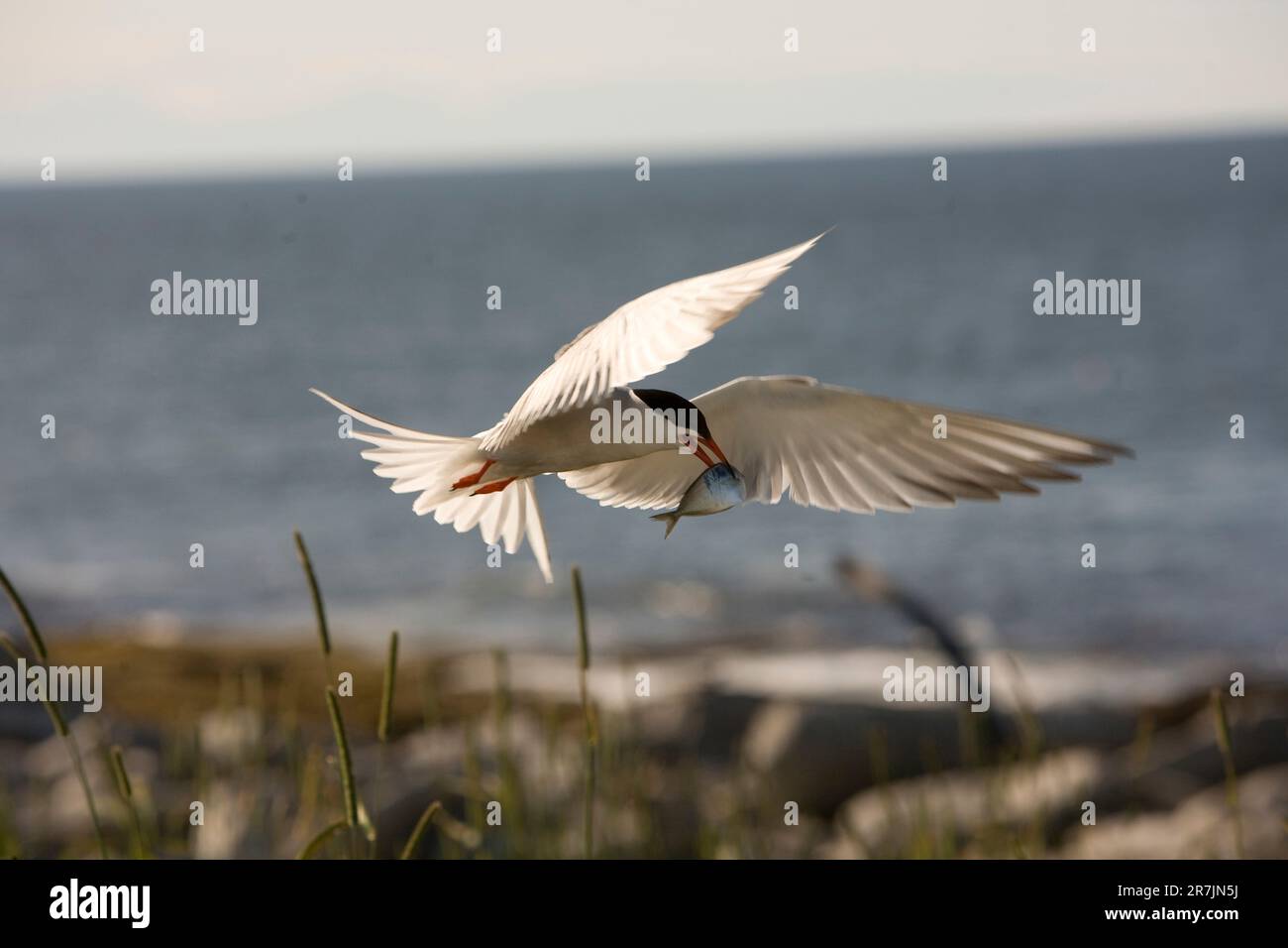 Common Tern, Sterna hirundo, östliche Egg Rock Island, Maine. Stockfoto