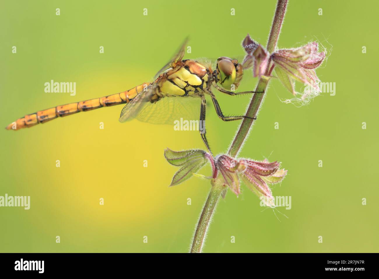 Libelle auf Blume Stockfoto