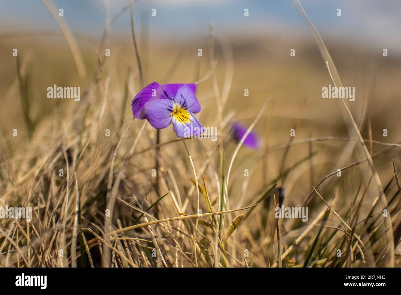 Viola tricolor / weich auf Wiese bei Galichnik Stockfoto