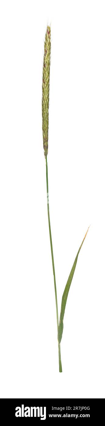 Schwarzgras - Alopecurus myosuroides Stockfoto