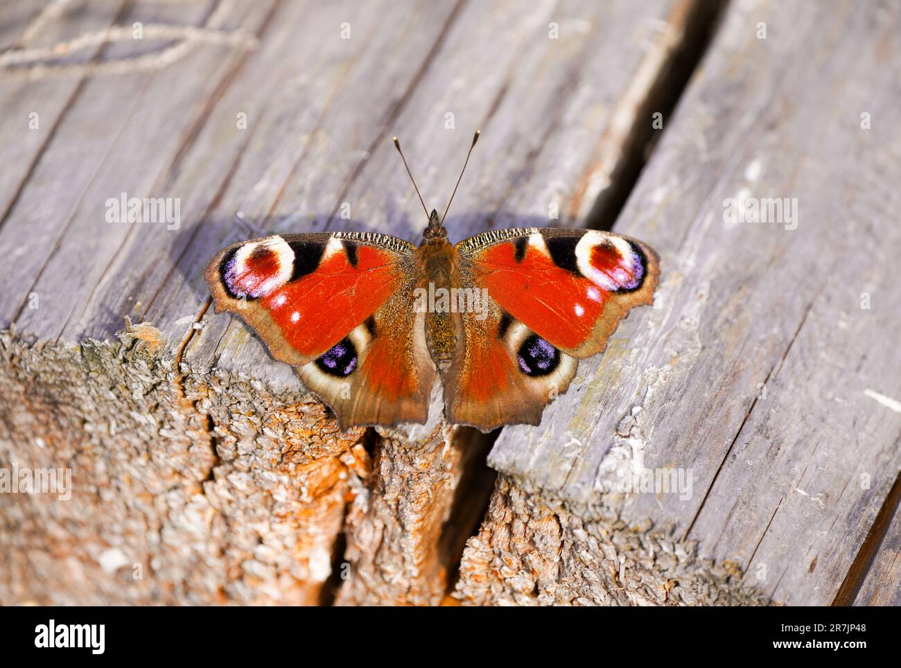 Pfauenschmetterling mit weit geöffneten Flügeln auf einer Holzfläche. Insekten-Nahaufnahme. Roter Schmetterling. Aglais io. Europäischer Pfau. Stockfoto
