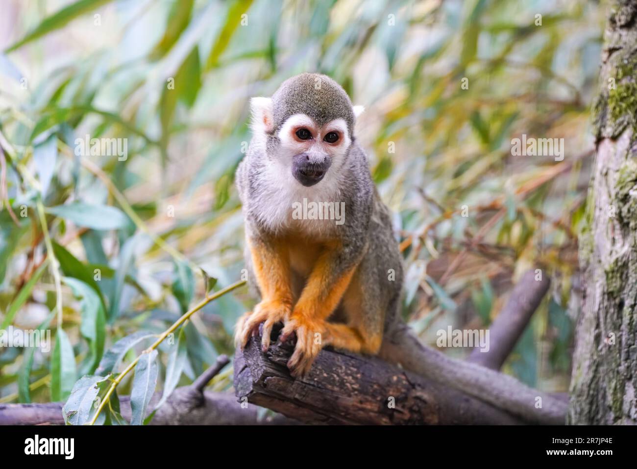 Porträt eines Eichhörnchenaffen. Stockfoto