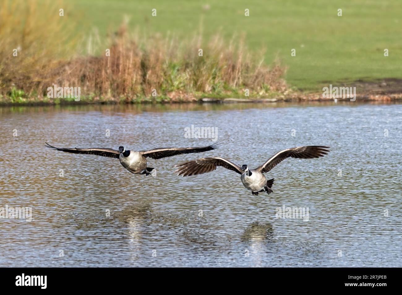 Canada Gänse fliegen über den See im Danson Park Stockfoto