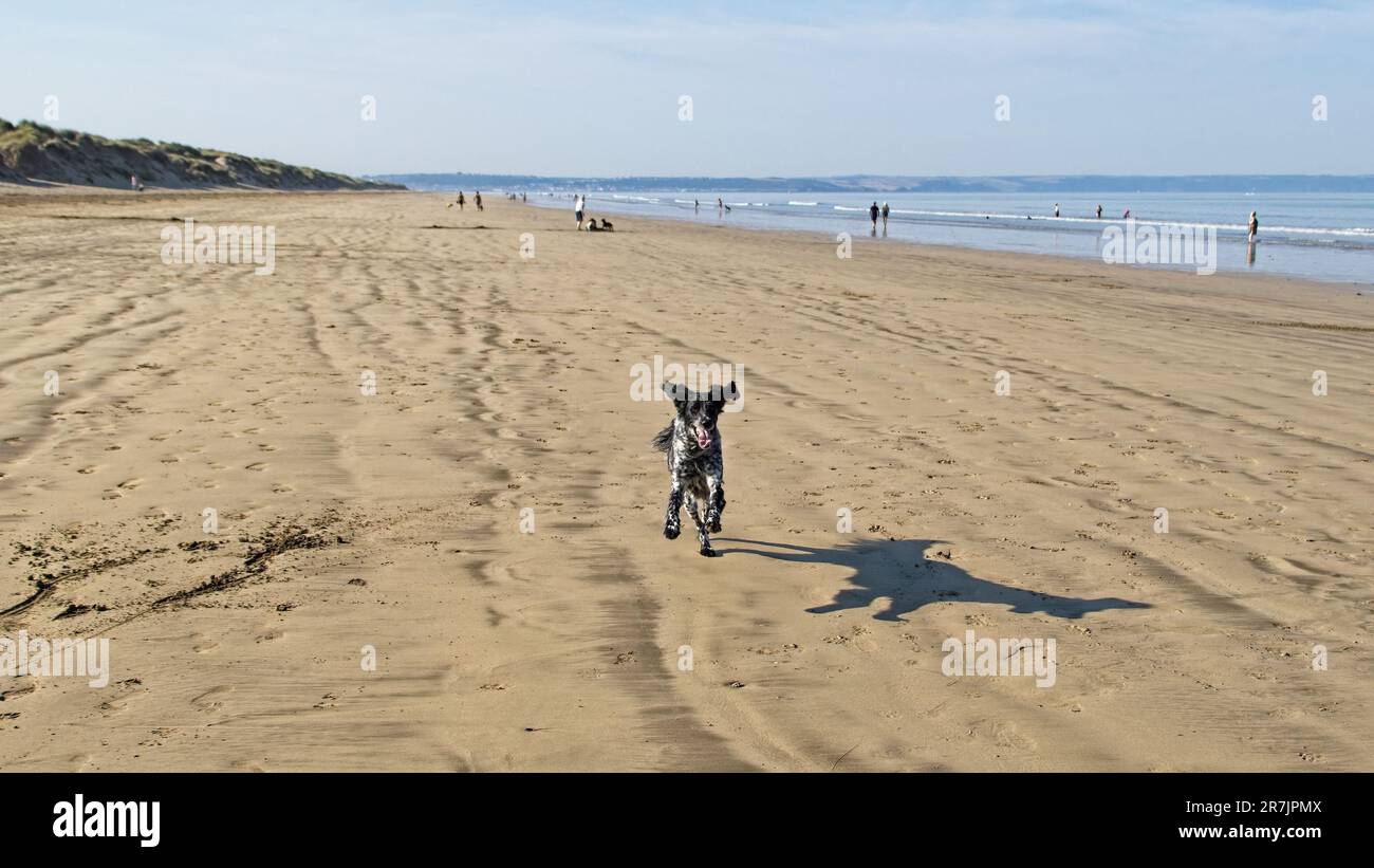 Großer Münsterlander beim Spielen am Strand von Saunton Sands Stockfoto