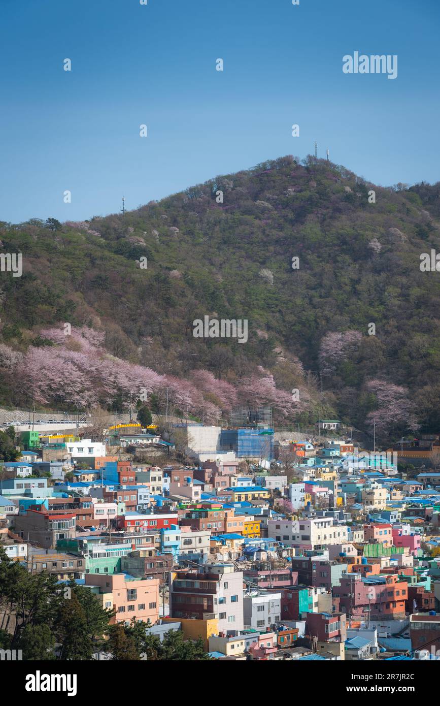 Gamcheon Culture Village mit blühenden Kirschblüten auf dem Berg Stockfoto