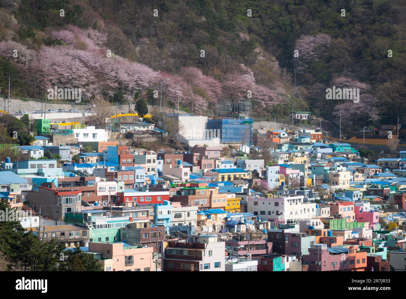 Die Landschaft des Gamcheon Culture Village in der blühenden Kirschblüte Stockfoto