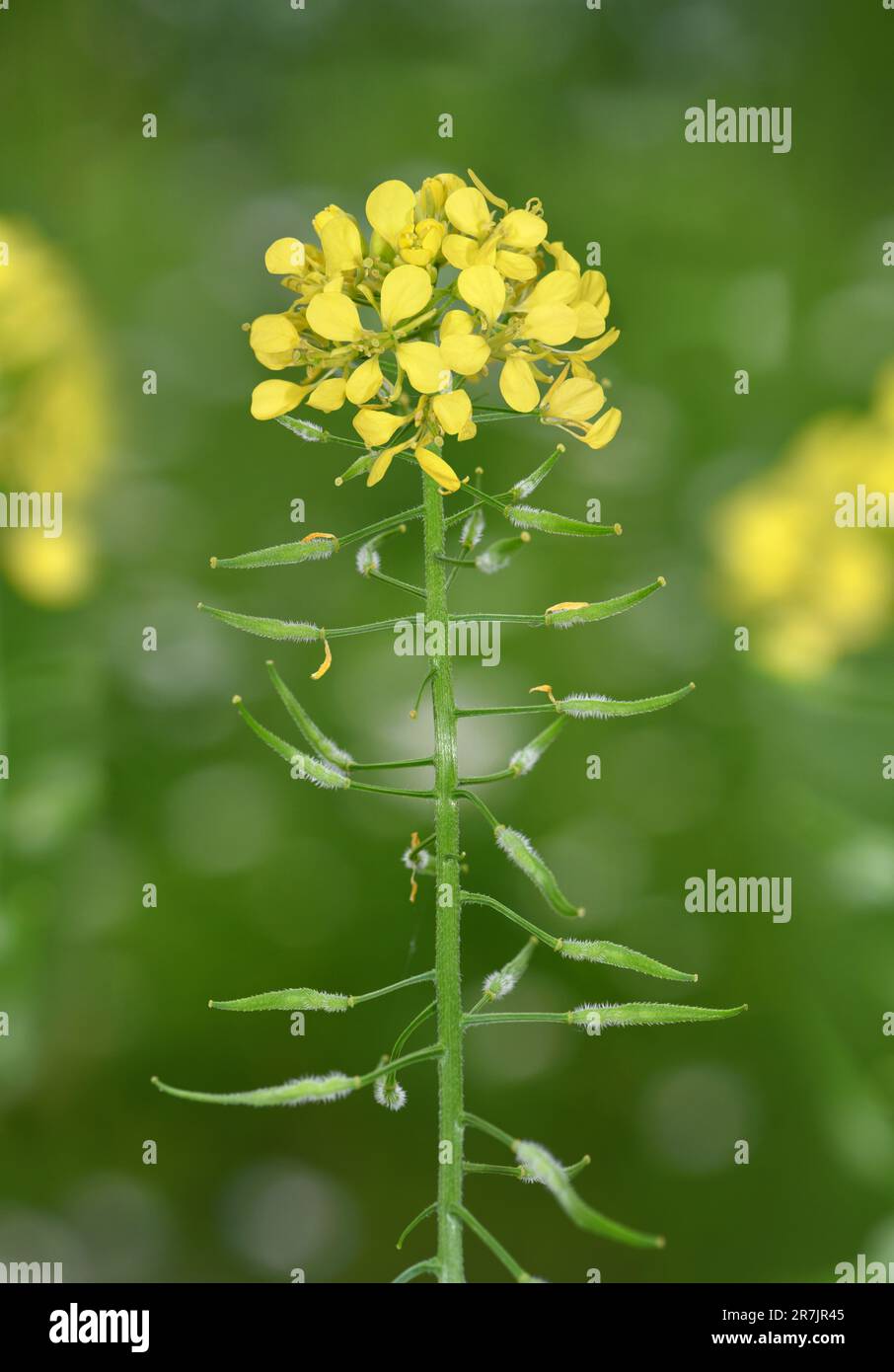 Weißer Senf - Sinapis alba Stockfoto