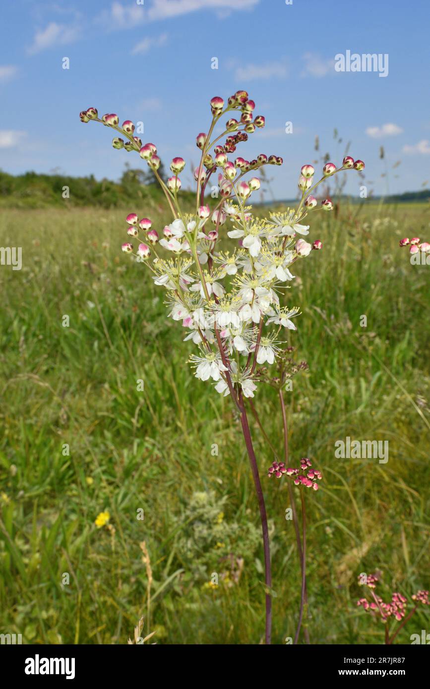 Dropwort - Filipendula vulgaris Stockfoto