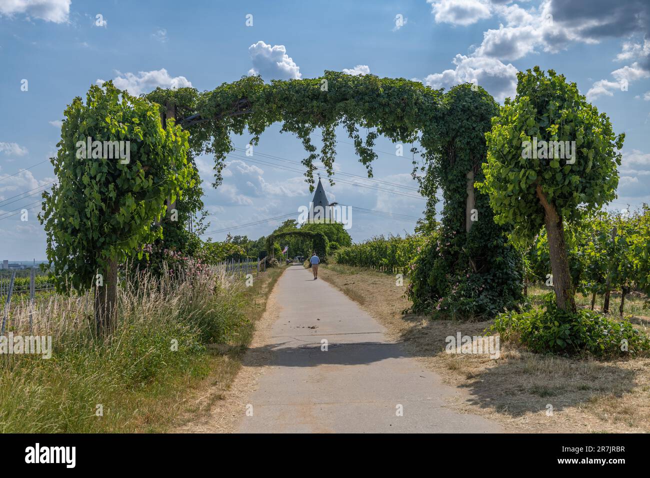 Weinberge im Rhein Main Regional Park in der Nähe der Floersheimer Warte Stockfoto