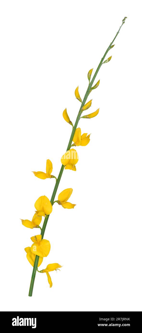 Spanischer Besen - Spartium junceum Stockfoto